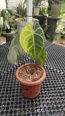 Real Picture Anthurium Queen Clarinervium Yellow Lime Variegated Rare Plant