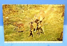 Postcard Deer Triplets Mother with 3 Fawns Scenic Bambi Unposted (A9)