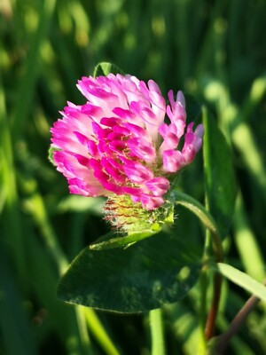 10000+ Samen Rotklee Trifolium pratense Wiesenklee Bienenweide Nektar Blüte 