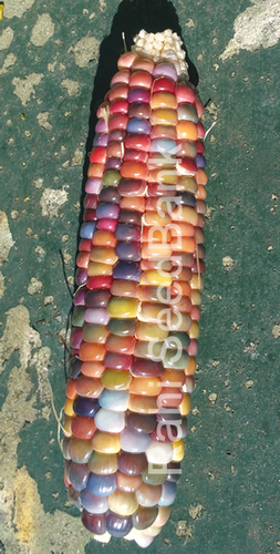 Corn Aura - A Beautiful Multicolored Corn Variety!!! - 5 Seeds - Picture 5 of 7