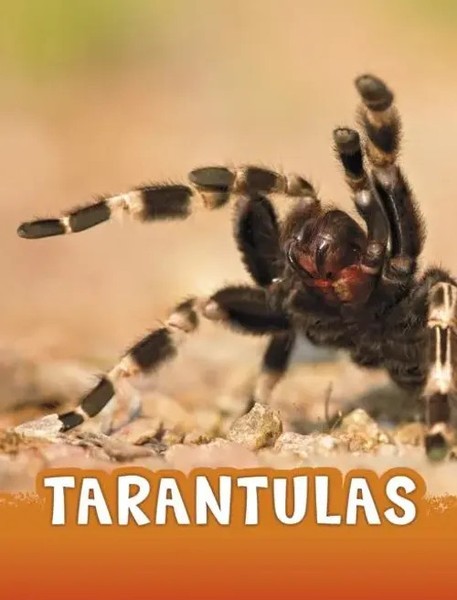 Tarantulas | Jaclyn Jaycox | Englisch | Taschenbuch | Kartoniert / Broschiert-image