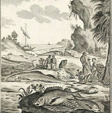 Fisch von Sierra Leone Gravurdruck f&uuml;r Middletons Original 1777