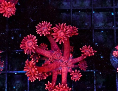 Red Goniopora WYSIWYG - SAQ Coral Farm