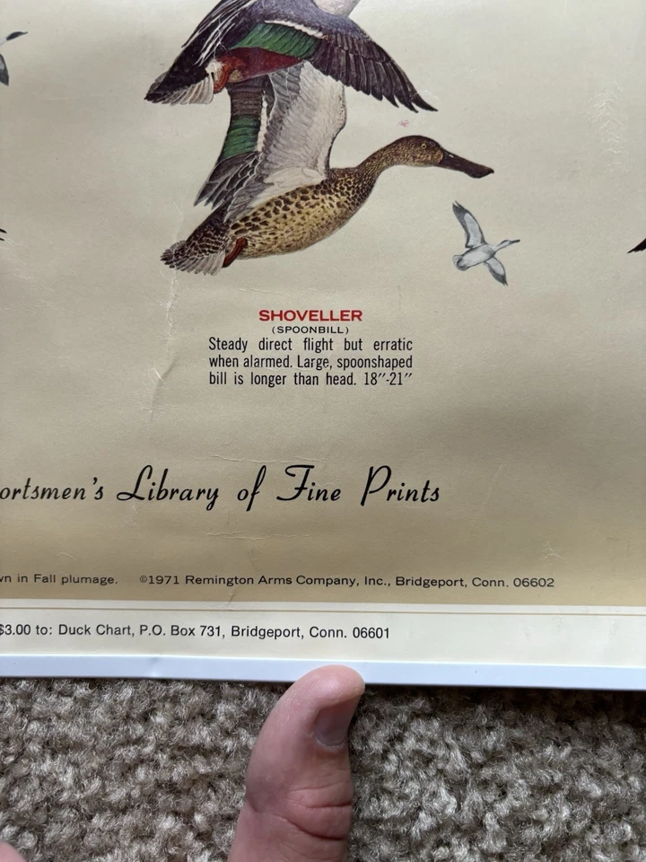 老式1971年《认识你的鸭子》狩猎雷明顿海报 — 第 2/2 张图片