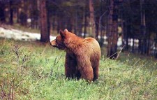 Brown Bear Animal  Boston Massachusetts Vintage Chrome Post Card