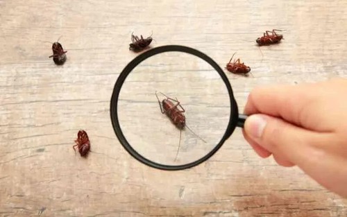 CLEAR OUT Crawling Insect Spray 350G Kill Ants Cockroaches Pest Control Home - Picture 11 of 12