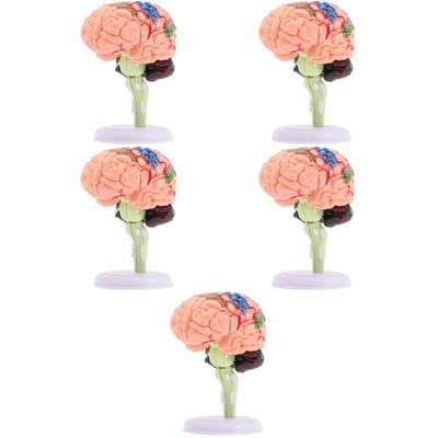  5PCS Human Brain Model Brain Anatomy Model Model Classroom Study Display