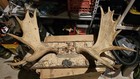 Vintage Moose Antlers Mount on birch bark mounting board