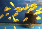 LIVE FISH YELLOW LABID AFRICAN CICHLID 1.5"- 2" (Labidochromis Caeruleus)
