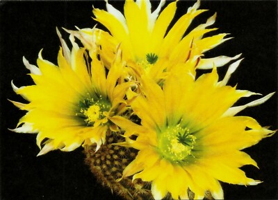 CACTUS, ECHINOCEREUS DASYACANTHUS, NOTE CARD | eBay