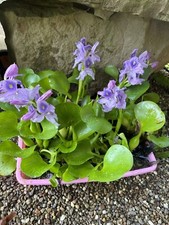 SPECIAL 6 Water Hyacinth Koi Pond Floating Plants Algae Filter 5  BLOOMS July