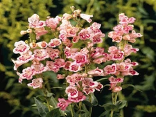 50 Penstemon Seeds Flagstaff Rose Flower Seeds