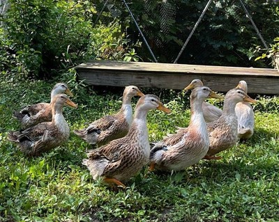 10+2 Silver Appleyard Duck Hatching Eggs Through Darling Farm.