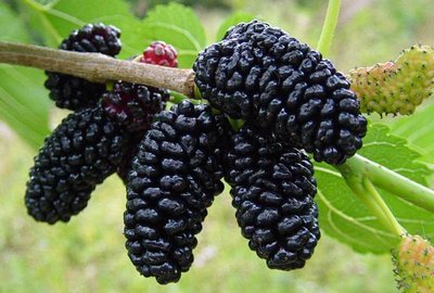 Morus nigra MULBERRY Tree Seeds | eBay