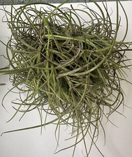 12 Live  Tillandsia Recurvata  Clusters Ball Moss Wild Air Plant, Forida