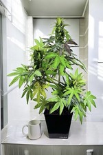 Realistic Faux Hemp Plant Decorative Artifici...