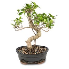 Bonsái de Bruselas - Árbol de ficus Golden Gate vivo en cerámica 7 pulgadas, verde
