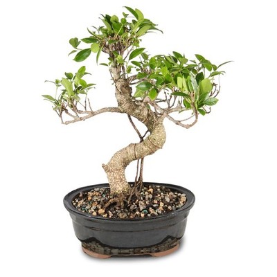 Brussel's Bonsai - Live Golden Gate Ficus Tree in Ceramic 7in, Green