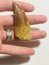 Carcharodontosaurus Tooth Fossil