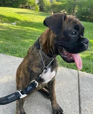 Rogz Dog Obedience Training Collar Reflective S-M-L-XL-XXL