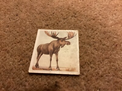 Godfrey Phillips, ANIMAL STUDIES, 1936, Elch, Elch, Nr 7