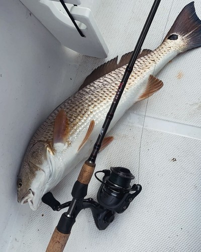 Fenwick Hmx Salmon Steelhead Spinning Hmx Fishing Rods Eagle