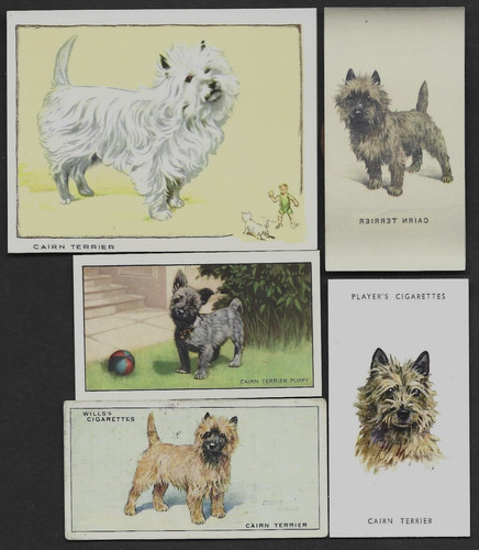 5 Different Vintage CAIRN TERRIER Tobacco/Cigarette Dog Cards