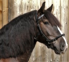 Kappzaum Leder ergonomisch  Mini Shetty S P VB WB Leder Gebisseinhänger Zaum TY