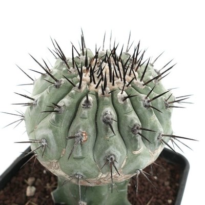 Copiapoa cinerea GRAFTED 13CM - Copiapoa | Gray Copiapoa