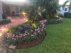 Zephyranthes Fadjar Pink Lot 12 Bulbs Rain Lilies Fairy Lily Atamasco lily — photo 10