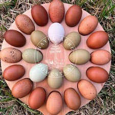   RAINBOW HATCHING EGGS - NOT BARNYARD MIX MARANS - OLIVE EGGERS - WELSUMMER  