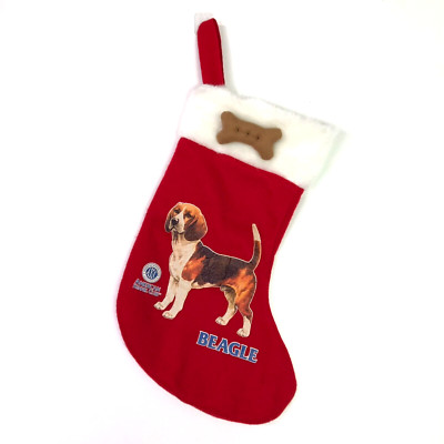 AKC beagle stocking red white dog canine k9 hound