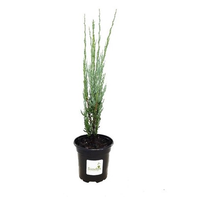 Juniper Scopulorum, Skyrocket Evergreen Tree, 4 Inch Pot, Lot of 30