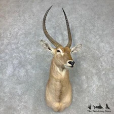 #23297 WC | Common Waterbuck Taxidermy Shoulder Mount For Sale