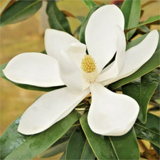 12 SEMILLAS DE MAGNOLIA ALTA SUR - Magnolia grandiflora "alta"