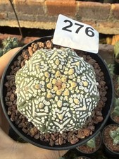 SucculentCactus Plant Astrophytum AsteriasV-type Cactaceae Beautiful WYSIWYG 276