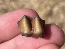 Florida Fossil Deer Tooth Odocoileus virginianus Pleistocene Mammoth Age Mammal