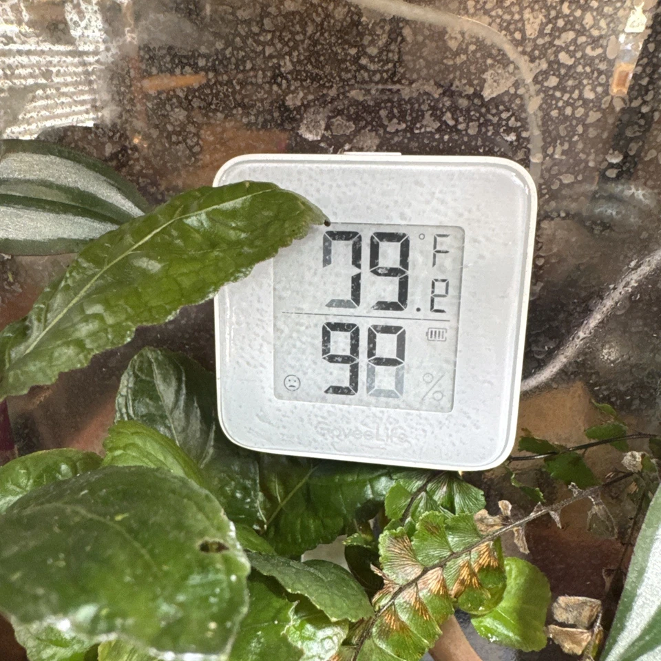 Ghost Mantis Nymphs 1-2 Instar Foto 4 de 4