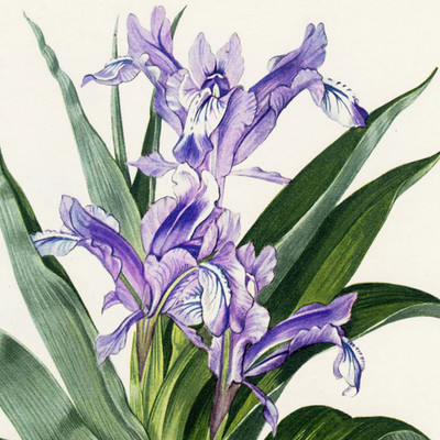 Scarce 1948 Curtis Botanical Magazine Chromolithograph, IRIS SPURIA (blue Iris)