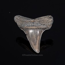 Fossil Retroflexus 1.49" Lee Creek 3427