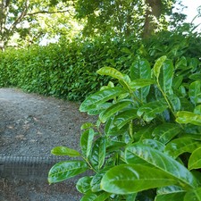 30 Cherry Laurel Fast Growing Evergreen Hedging Plants 20-30cm Tall Potted