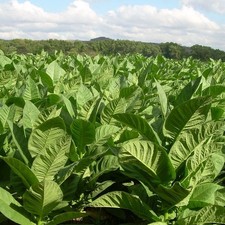 6 X Tobacco Cigar Making Plants (will be shipped April 2026)
