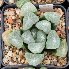 Haworthia maughanii VVG17 -Japón- 10 semillas cosecha 2024