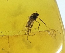 Baltic Fossil Amber Fly / Insect / Mosquito Inclusion 30-40 Million Years Old.
