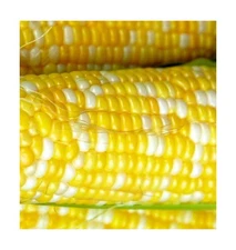 25 Peaches & Cream Corn Seeds | Hybrid | Instant Latch Garden Seeds