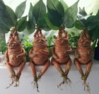Mandragora seeds, 2 Mandragora officinalis seeds, mandrake, organic SW1156+TRACK