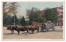 Post Card Ox Team With Cotton Seed