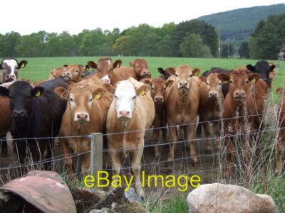 Photo 6x4 Curiouser and curiouser Hirn Quadrupeds gawping at a biped! Kin c2007