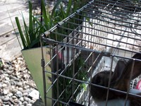$$ Special 36 Galvanized Hay Racks For Rabbits Small Animal Cages Wholesale Lot $$ Special 36 Galvanized Hay Racks For Rabbits Small Animal Cages Wholesale Lot