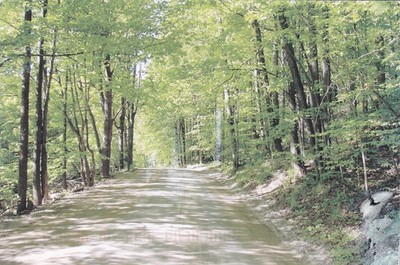 Landschaftliche von Bäumen gesäumte Straße   Bristol/Middlebury, Addison County Vintage ~ veröffentlicht 2007